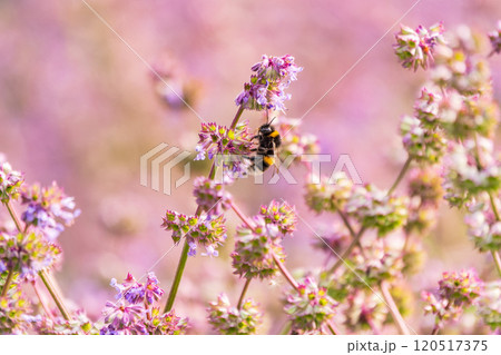 Bumblebee (Bombus hypnorum) is sucking nectar from Salvia flower. 120517375