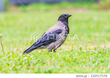 Hooded crow, corvus cornix, standing on the lawn in the spring or summer 120517378