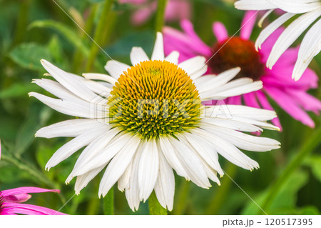 Herbal Echinacea Flowers. Herbal Echinacea or Coneflower flowers in a garden. 120517395