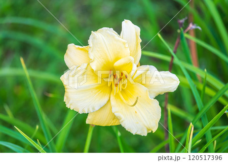 A yellow daylily flower, latin name Hemerocallis lilioasphodelus, at sunset. It is also known as the lemon daylily. 120517396
