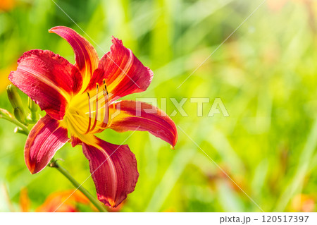 Close up of a single orange day lily, Hemerocallis fulva, in full bloom. 120517397