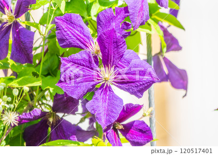 Spring Flowering Downy Clematis (Clematis macropetala). Close up of flowering blue Clematis on blurred background. Spring Flowering Downy Clematis (Clematis macropetala). Close up of flowering blue Clematis on blurred background. 120517401