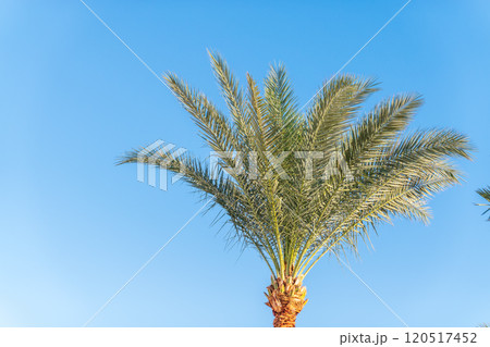Palm tree with green leaves on blue background 120517452