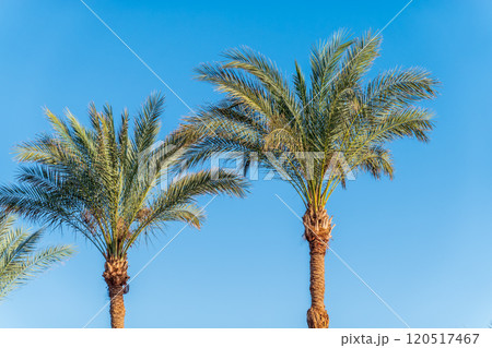 Palm tree with green leaves on blue background Palm tree with green leaves on blue background 120517467