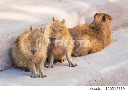 Three capybara in the park Three capybara in the park 120517519