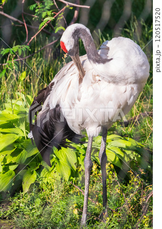 Red-crowned crane (Grus japonensis), also known as the Japanese crane or Manchurian crane. 120517520