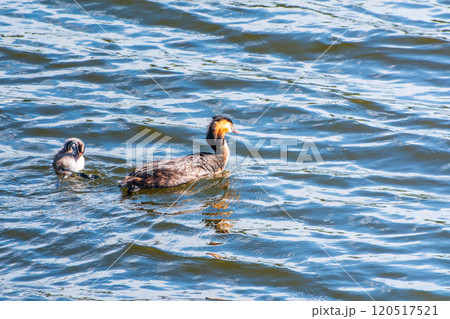 The waterfowl bird, great crested grebe with chick, swimming in the lake. The waterfowl bird, great crested grebe with chick, swimming in the lake. 120517521