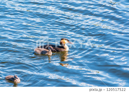 The waterfowl bird, great crested grebe with chick, swimming in the lake. The waterfowl bird, great crested grebe with chick, swimming in the lake. 120517522