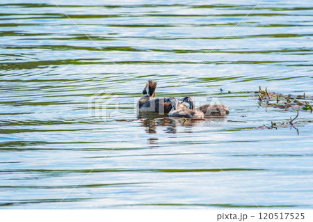 The waterfowl bird, great crested grebe with chick, swimming in the lake. The waterfowl bird, great crested grebe with chick, swimming in the lake. 120517525