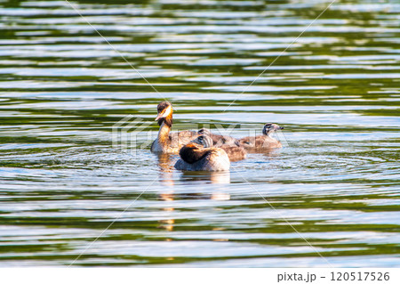 The waterfowl bird, great crested grebe with chick, swimming in the lake. The waterfowl bird, great crested grebe with chick, swimming in the lake. 120517526