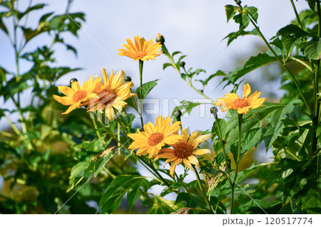 ニトベギク 120517774