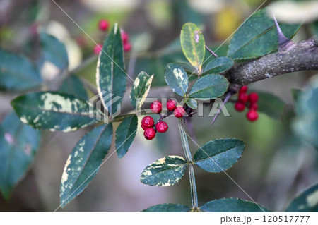 フユザンショウ 120517777