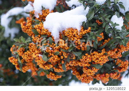 red rowan fruits on a bush covered with snow on a late autumn day 120518022
