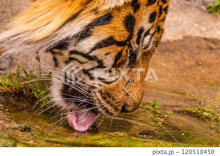 Tiger cubs playing with his mother,sumatra tiger Panthera tigris 120518450