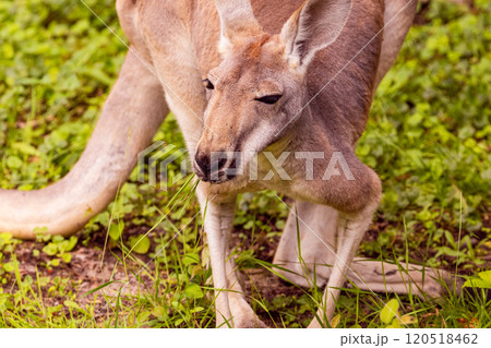 Portrait of an Australian medium sized kangaroo in selective focus Portrait of an Australian medium sized kangaroo in selective focus 120518462