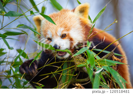 red panda Ailurus fulgens, lesser panda, is a small mammal 120518481