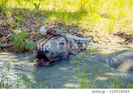 An Asian small gray mule grazes in a palm grove. Palm oil industry 120518485