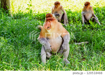 Proboscis Monkey Nasalis larvatus in mangrove rain forest 120518488