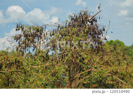 close-up hanging Mariana fruit bat Pteropus mariannus 120518490