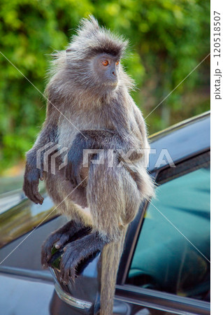 Closeup portrait of Tufted gray langur Semnopithecus priam Closeup portrait of Tufted gray langur Semnopithecus priam 120518507