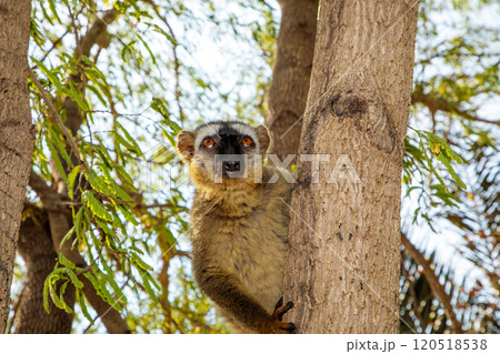 Red-bellied Lemur - Eulemur rubriventer, Cute primate. 120518538
