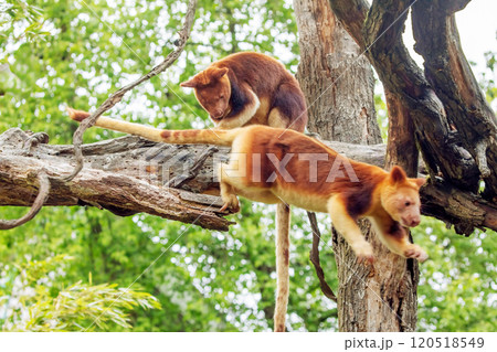 Goodfellow's Tree Kangaroo, portrait of very cute rare red animal. Goodfellow's Tree Kangaroo, portrait of very cute rare red animal. 120518549