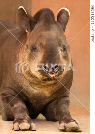 portrait of Tapirus terrestris 120518566