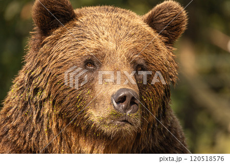 Wild brown bear ,ursus arctos 120518576