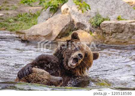 two Wild brown bear ,ursus arctos playing 120518580