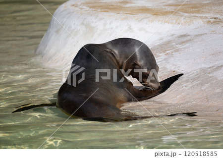 fur seal on the shore, selective focus 120518585