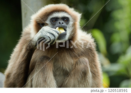 lar gibbon white-handed gibbon, an endangered primate in the gibbon family 120518591