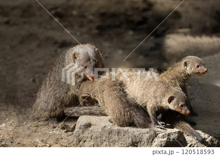 Banded Mongoose, group with baby, Mungos mungo 120518593