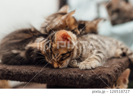 Three cute bengal kittens laying on a soft cat's shelf of a cat's house. Three cute bengal kittens laying on a soft cat's shelf of a cat's house. 120518727