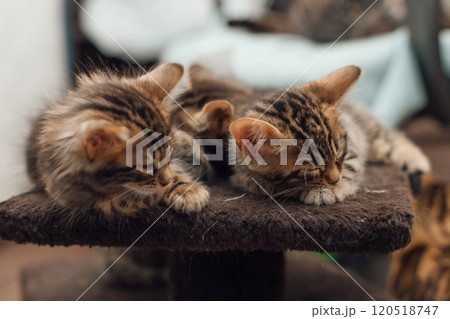 Two cute bengal kittens laying on a soft cat's shelf of a cat's house. 120518747