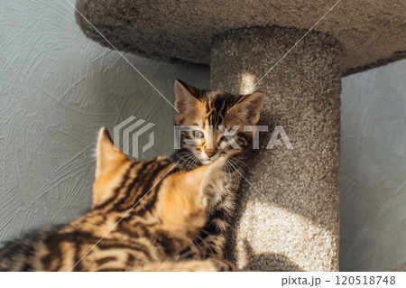 Cute bengal kitten sitting on a soft cat's shelf of a cat's house. 120518748