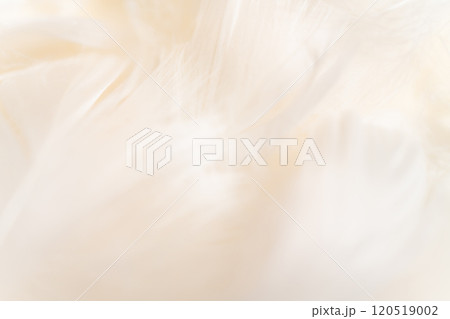 羽根・ふんわり 背景素材 120519002