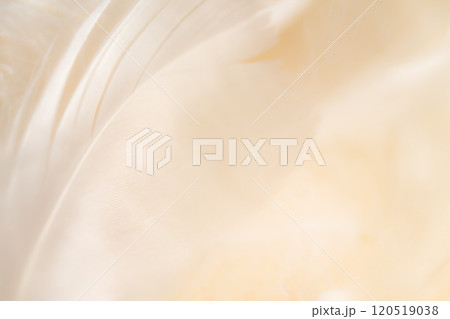 羽根・ふんわり 背景素材 120519038