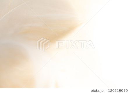 羽根・ふんわり 背景素材 羽根・ふんわり 背景素材 120519050