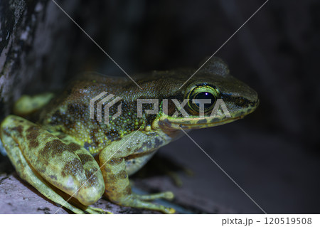 Swinhoe's Frog (Odorrana swinhoana) on a Rock in New Taipei City, Taiwan. Swinhoe's Frog (Odorrana swinhoana) on a Rock in New Taipei City, Taiwan. 120519508