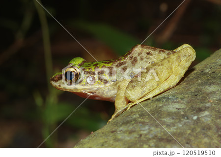Swinhoe's Frog (Odorrana swinhoana) on a Rock in New Taipei City, Taiwan. Swinhoe's Frog (Odorrana swinhoana) on a Rock in New Taipei City, Taiwan. 120519510