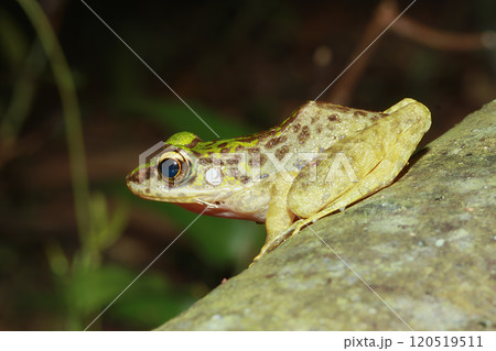 Swinhoe's Frog (Odorrana swinhoana) on a Rock in New Taipei City, Taiwan. 120519511