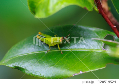 A Tiny Green Nymph of Xenocatantops humilis on a Leaf. 120519524