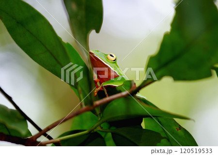 Orange Belly Tree Frog on a Branch in New Taipei City, Taiwan. 120519533