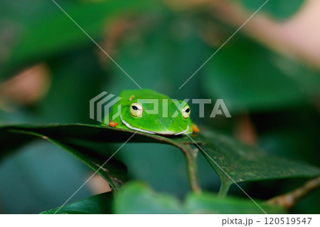 Orange Belly Tree Frog on a Branch in New Taipei City, Taiwan. 120519547