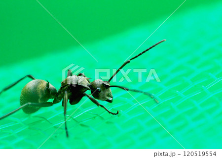 Black Wood Ant Close-up. 120519554