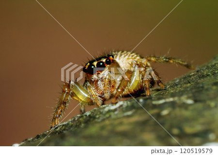 Striped Jumping Spider in Wulai, New Taipei City. Striped Jumping Spider in Wulai, New Taipei City. 120519579