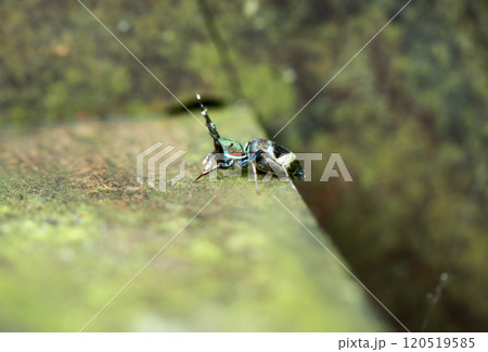Colorful Siler Cupreus Spider on Mossy Surface, New Taipei City, Taiwan. Colorful Siler Cupreus Spider on Mossy Surface, New Taipei City, Taiwan. 120519585