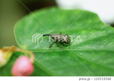 Yellow-striped Weevil on Green Leaf, Close-Up Macro Shot. 120519586