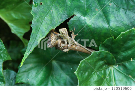 Yellow-Mouthed Tree Lizard on Green Leaves in New Taipei City, Taiwan. 120519600