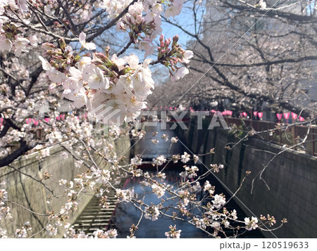 Pink sakura tree and cherry blossom flower in Japan Tokyo park 120519633